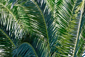 Background of green date palm tree leaves