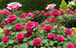 Timeless beauty of a classic rose garden in full bloom. Panorama