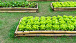 Vegetable agriculture in bamboo plantation plot background. Green oak, lettuce, beetroot growing in bamboo vegetable plot.