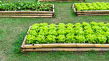 Fototapeta Desenie - Vegetable agriculture in bamboo plantation plot background. Green oak, lettuce, beetroot growing in bamboo vegetable plot.