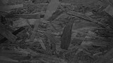 Fototapeta Desenie - Black gray patch wood texture background. Black and white plywood scrap texture surface
