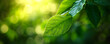Fresh green leaves on blurred background. Young foliage on branch in sunlight in garden at summer. Spring banner with copy spaces. Concept for greenery ecology, protection of environment, new life.