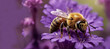 Close-up of bee pollinating on purple Honey bee sitting on magnolia flower genearive by ai..