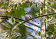 Long tailed tit 