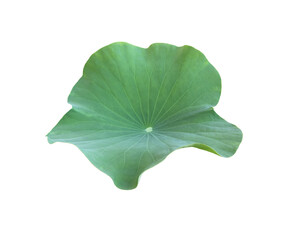 Wall Mural - Isolated waterlily or lotus leaf with clipping paths.	
