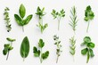 Collection of fresh herb leaves on white background