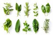 Collection of fresh herb leaves on white background