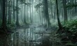 A cedar forest in the rain, nature background