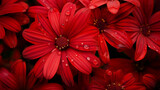Fototapeta Kwiaty - Zbliżenie na czerwony kwiaty