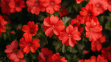 Fototapeta Kwiaty - Zbliżenie na czerwony kwiaty