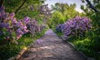 A garden pathway lined with blooming lilac bushes