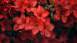 Zbliżenie na czerwone kwiaty z gatunku Rhododendron japonicum