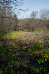 Wall Mural - Wood anemone in a beech forest - wood anemone, windflower, foxglove, foxglove - Anemone nemorosa, which blooms in early spring.