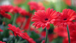 Zbliżenie na czerwony kwiat z gatunku Gerbera