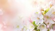 Beautiful spring cherry blossom with fading in to pastel pink and white background. Shallow depth of field. Wide header dimension