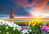 Fototapeta Tulipany - A picturesque windmill stands tall in the center of a colorful field of flowers, surrounded by green grass and under a sunny sky with fluffy clouds