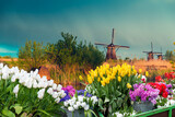 Fototapeta Tulipany - dutch windmill over yellow tulips field , Holland, retro toned. High quality photo