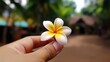 Close-up of a Plumeria frangipani flower in the hands