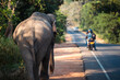 Rear view of wild elephant walking along main road. Habarana in Sri Lanka..