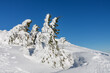 Snow covered spruce, krkonose mountains, path  to cottage Vyrovka. Winter sunny day.