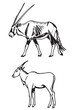 Graphical antelopes walking on white background, vector illustration, savanna animal.	