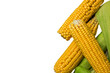 Ripe yellow sweet Corn Cob. PNG Design Element. 
