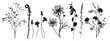 Floral collection of black silhouettes of meadow herbs. Branches, leaves, herbs, flowers, wild plants. Wildflowers.  Floral elements for your design. Vector illustration.