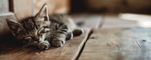 Kitten Sleeping On A Wooden Floor With Copy Space