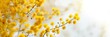 yellow mimosa flowers on blured white background
