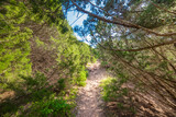Fototapeta Zachód słońca - Narrow path in the wood surrounded by plants