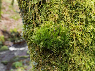 Wall Mural - Mountain river in England, dreamy scenery, moss-covered stones and beautiful waterfall in the forest. Sunny creek in spring cloudy Yorkshire evening. small cascade surrounded by moss and autumn leaves