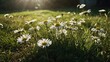Fresh white daisies on a grassy outdoor terrain. The sun shines brightly casting warm light with soft shadows on the petals of the daisies
