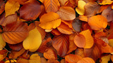 Fototapeta  - Zbliżenie przestawiające opadłe jesienne liście grabu