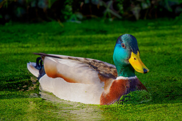 Wall Mural - male mallard duck floating on water