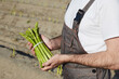 Farmer with bunch of green asparagus on field background