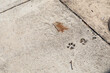 Fresh concrete with animal footprints next to older concrete, creative copy space for urban pet care, horizontal aspect