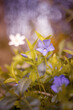 Fioletowy kwiat barwinek i biały zawilec gajowego