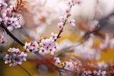 Różowe kwiaty wiśni (Cherry Blossom), wiosenne tło kwiatowe