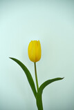 Fototapeta  - żółty tulipan 