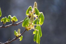 Buds And New Leaves Of A Chestnut Tree On A Sunny Spring Day. Castanea