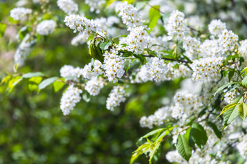 Poster - White flowers on green branches. Bird cherry in bloom