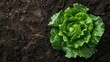 From above, a large lettuce on soft soil in the garden.
