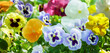 Colorful pansy or viola flowers blooming in a garden