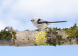 Little bird perching on tree on sky background. Long-tailed tit or bushtit. Aegithalos caudatus
