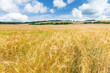 Ripening ears of barley in a field. Field of barley in a summer day. Rural landscape