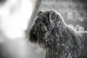 Wall Mural - Kerry Blue Terrier dog breed detail of head