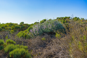 Wall Mural - Wildflowers in bloom  in a desert area, and a clear blue sky