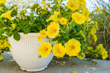 Wall Mural - Baskets of petunia flowers close-up. Variety of plants and flowers for sale at a garden nursery.