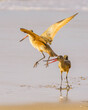 Marbled godwit on the beach at sunset. A close-up portrait of a large shorebird, California Coastline