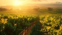 A verdant vineyard bathed in golden sunlight, showcasing the harmony between agriculture and environmental stewardship.